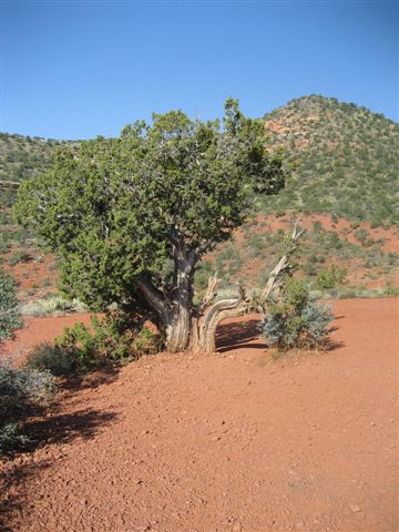 Sedona-fd0019